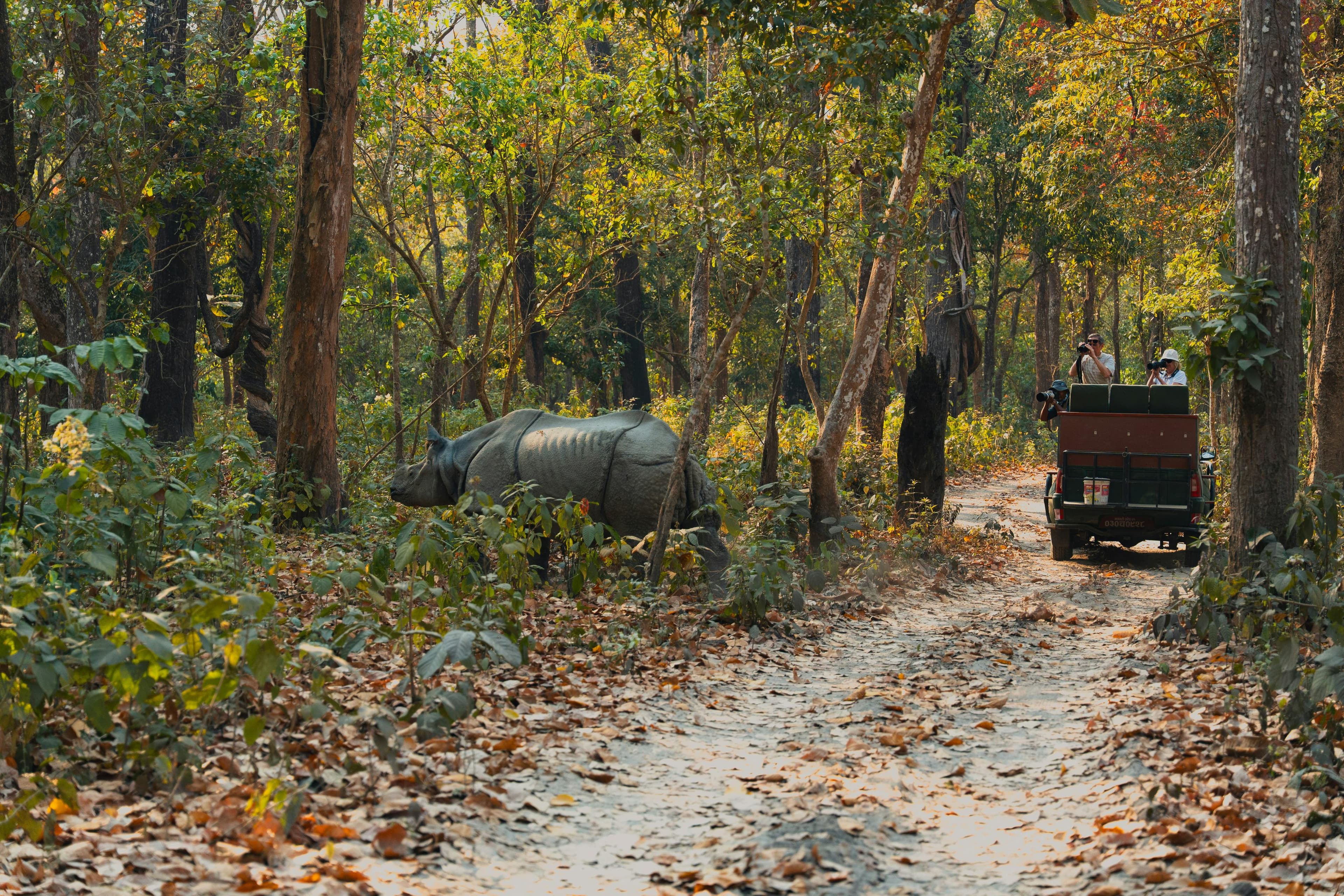 Jeep Safari, Kaziranga National Park, Assam